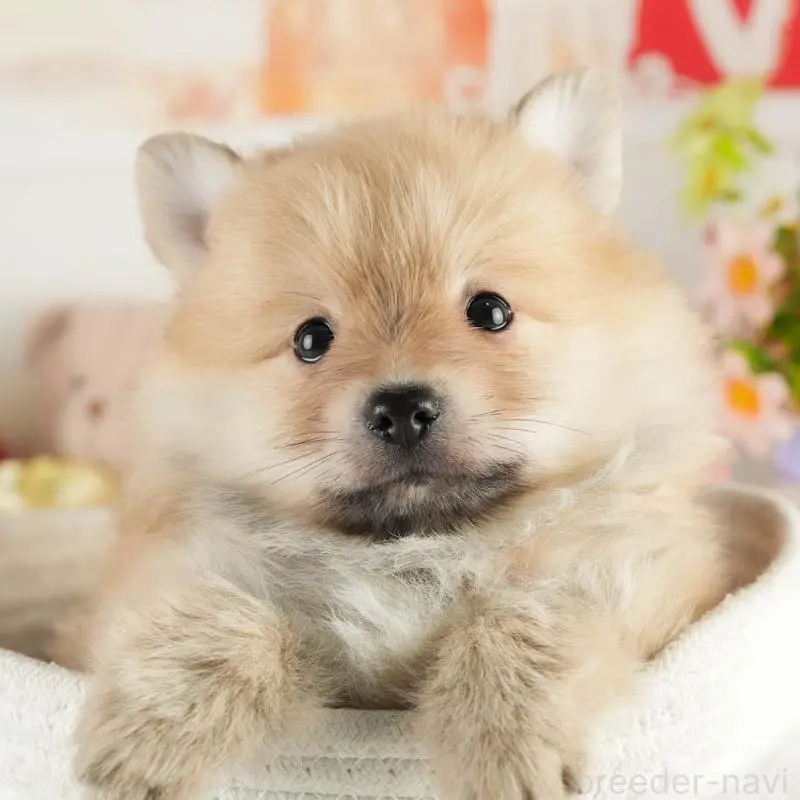 ♂︎ポメラニアン