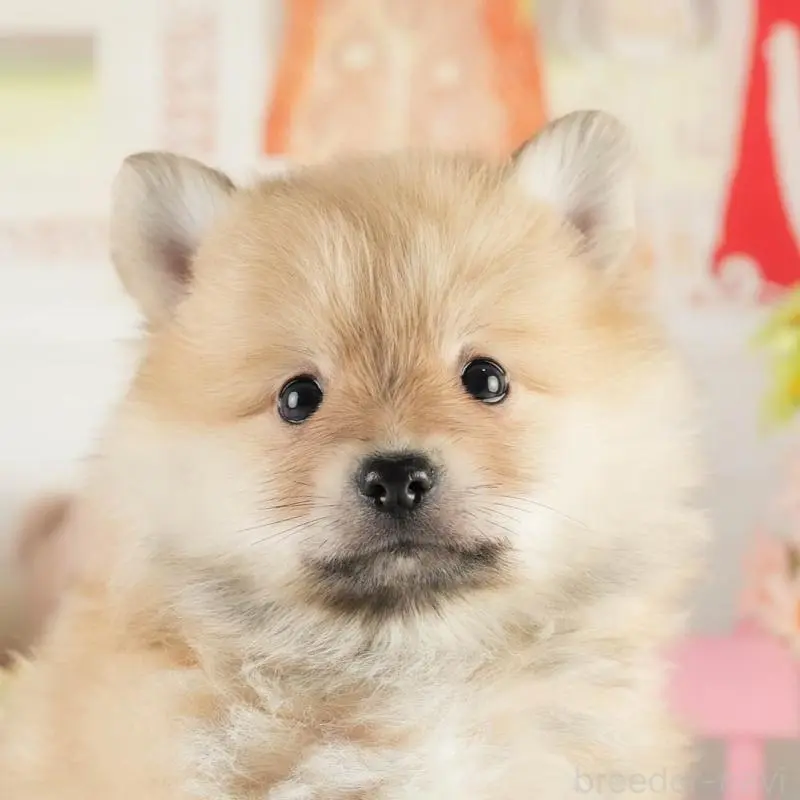 成約済の茨城県のポメラニアン-454033の8枚目