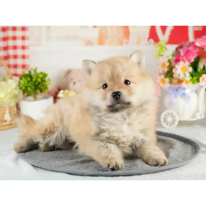 成約済の茨城県のポメラニアン-454033の7枚目