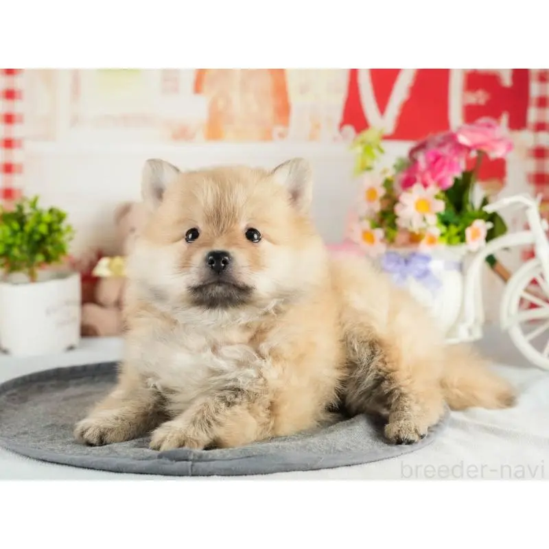 成約済の茨城県のポメラニアン-454033の6枚目