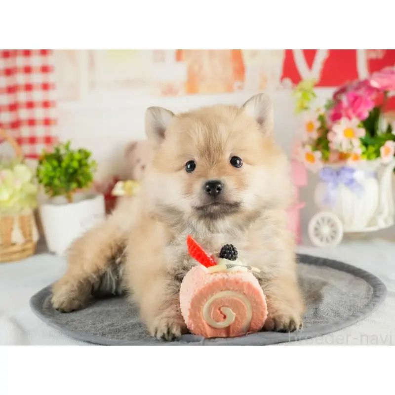 成約済の茨城県のポメラニアン-454033の5枚目