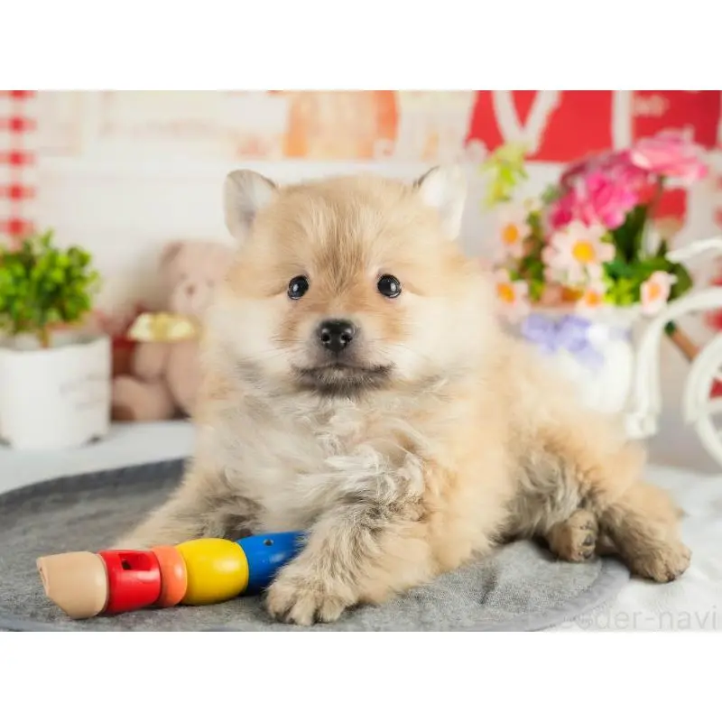 成約済の茨城県のポメラニアン-454033の4枚目