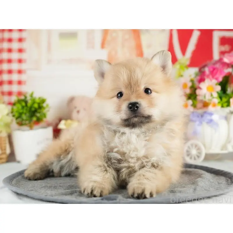 成約済の茨城県のポメラニアン-454033の3枚目