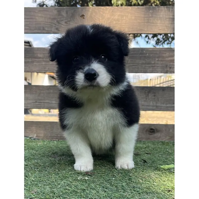 販売中の福岡県のボーダーコリー-453921の7枚目