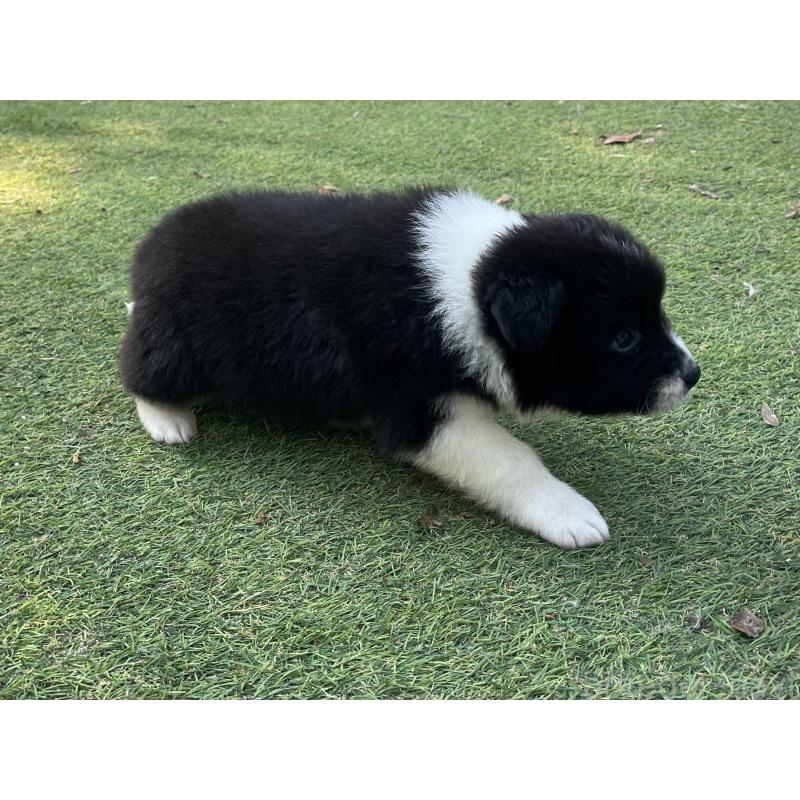 販売中の福岡県のボーダーコリー-453921の6枚目