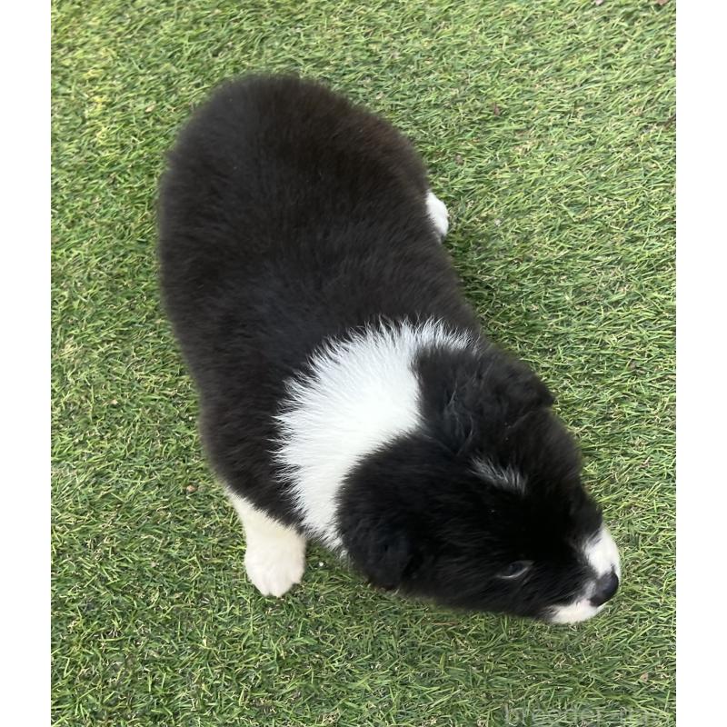 販売中の福岡県のボーダーコリー-453921の5枚目