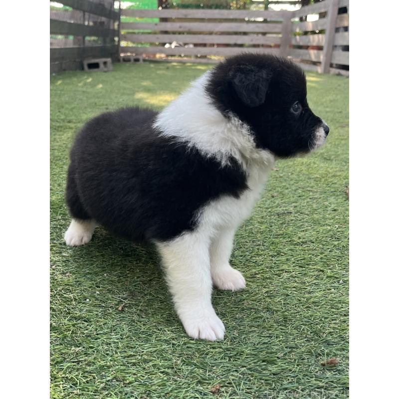販売中の福岡県のボーダーコリー-453921の4枚目