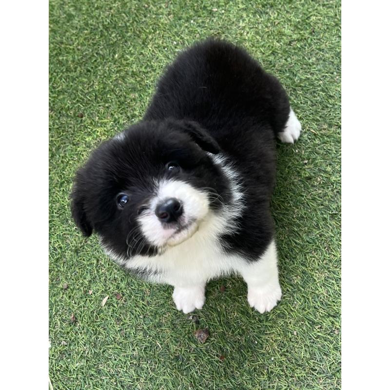 販売中の福岡県のボーダーコリー-453921の3枚目