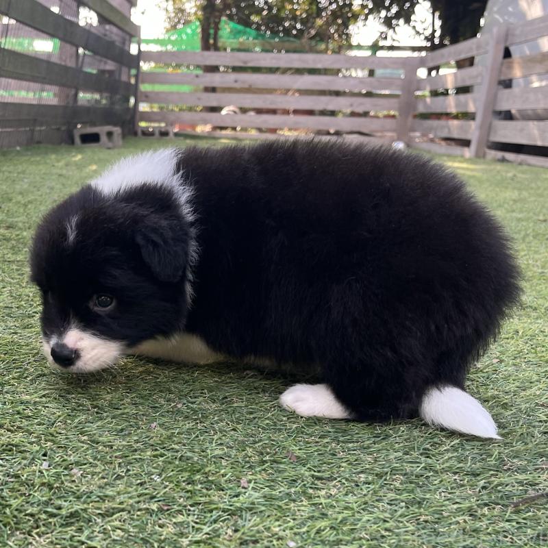 販売中の福岡県のボーダーコリー-453921の2枚目