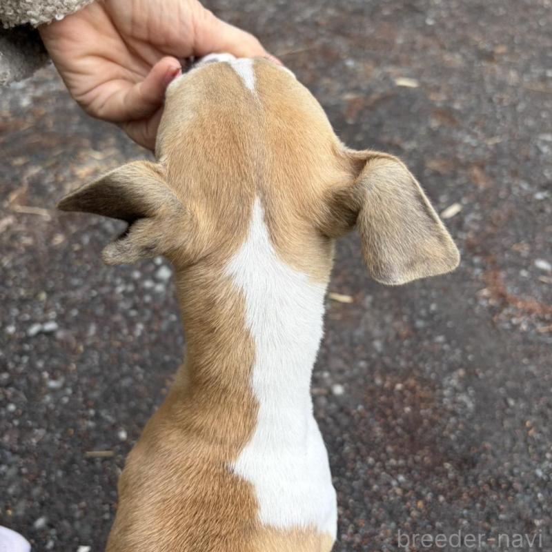 販売中の静岡県のウィペット-453918の9枚目