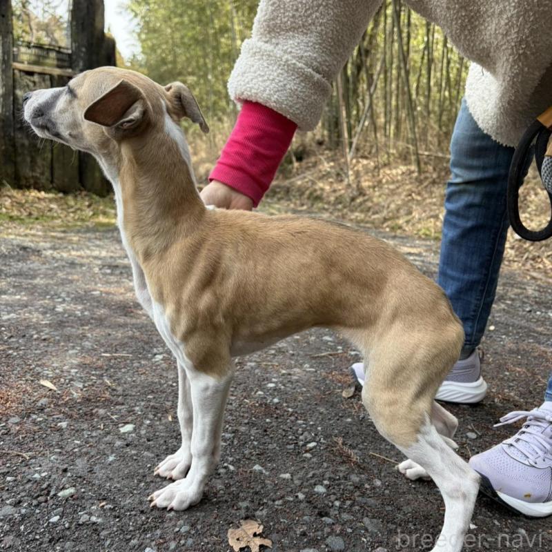 販売中の静岡県のウィペット-453918の8枚目