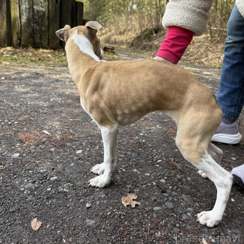 販売中の静岡県のウィペット-453918の7枚目