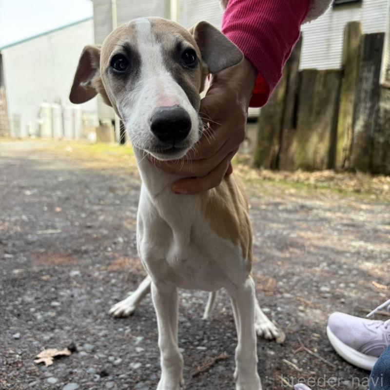 販売中の静岡県のウィペット-453918の6枚目