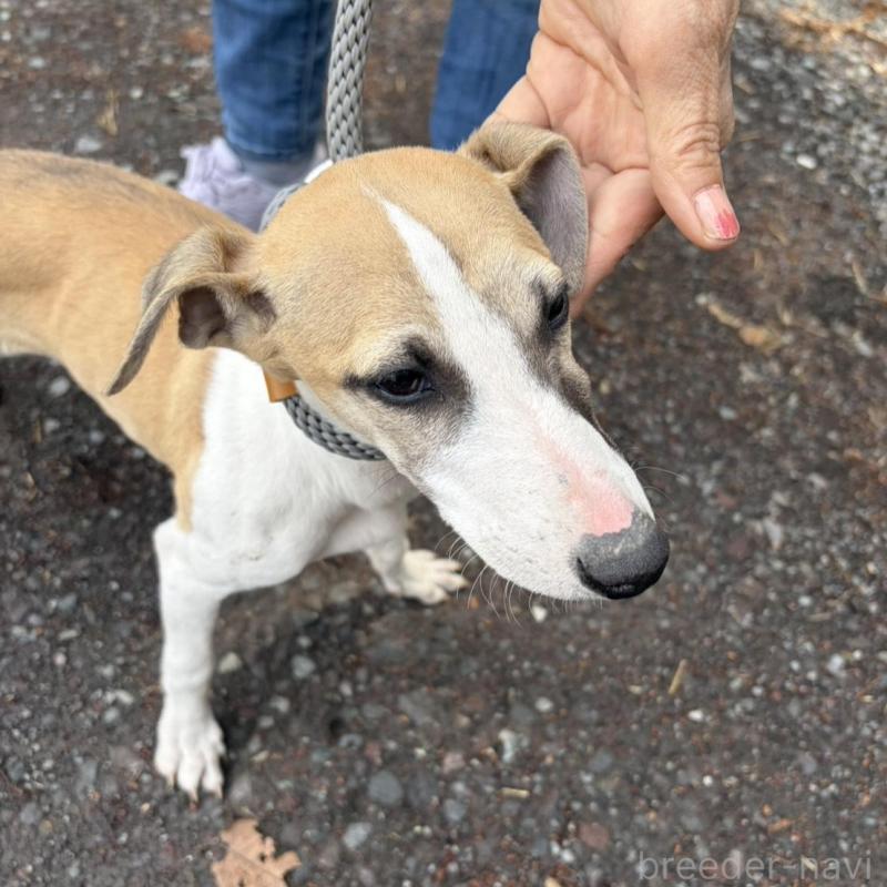 販売中の静岡県のウィペット-453918の5枚目