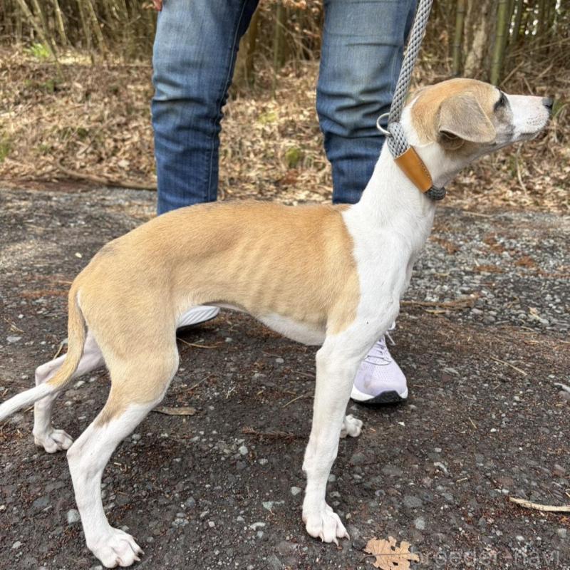 販売中の静岡県のウィペット-453918の4枚目