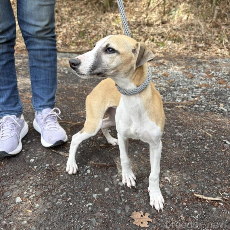 販売中の静岡県のウィペット-453918の3枚目