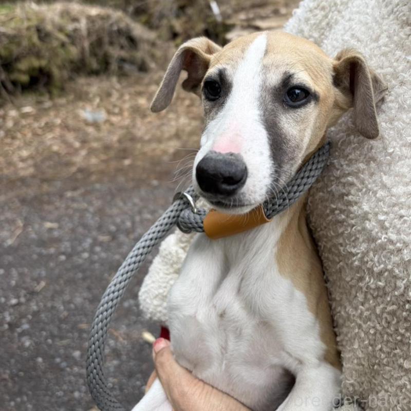 販売中の静岡県のウィペット-453918の2枚目