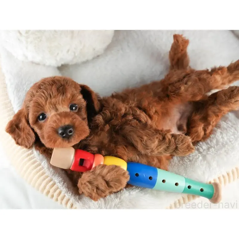 販売中の茨城県のトイプードル-454023の8枚目