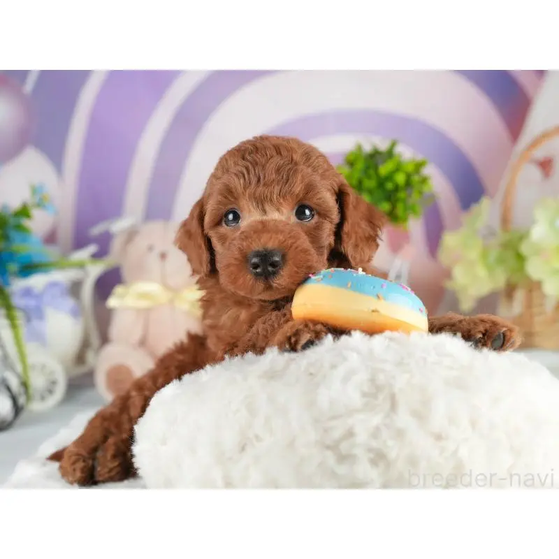 販売中の茨城県のトイプードル-454023の7枚目