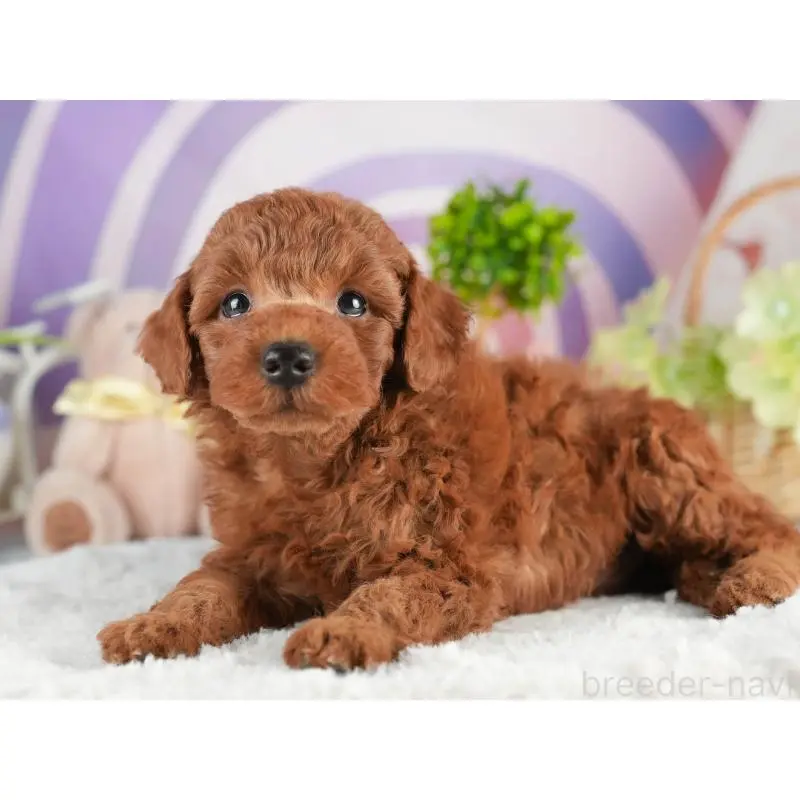 販売中の茨城県のトイプードル-454023の6枚目