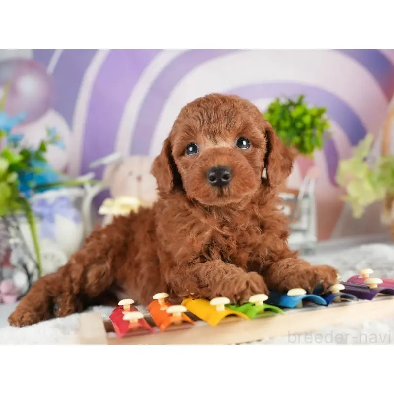 販売中の茨城県のトイプードル-454023の5枚目