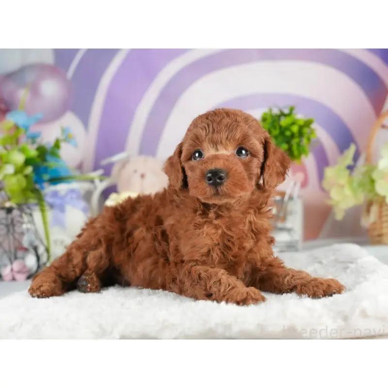 販売中の茨城県のトイプードル-454023の4枚目