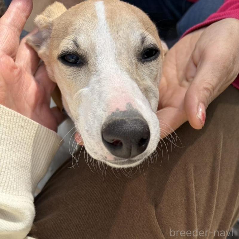 販売中の静岡県のウィペット-453922の10枚目