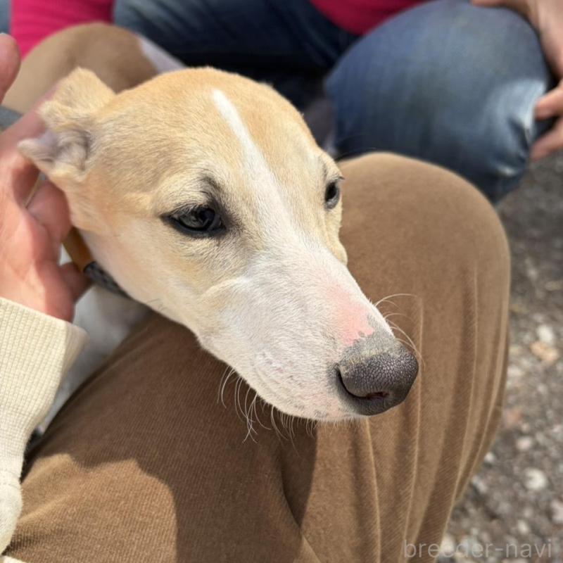 販売中の静岡県のウィペット-453922の9枚目