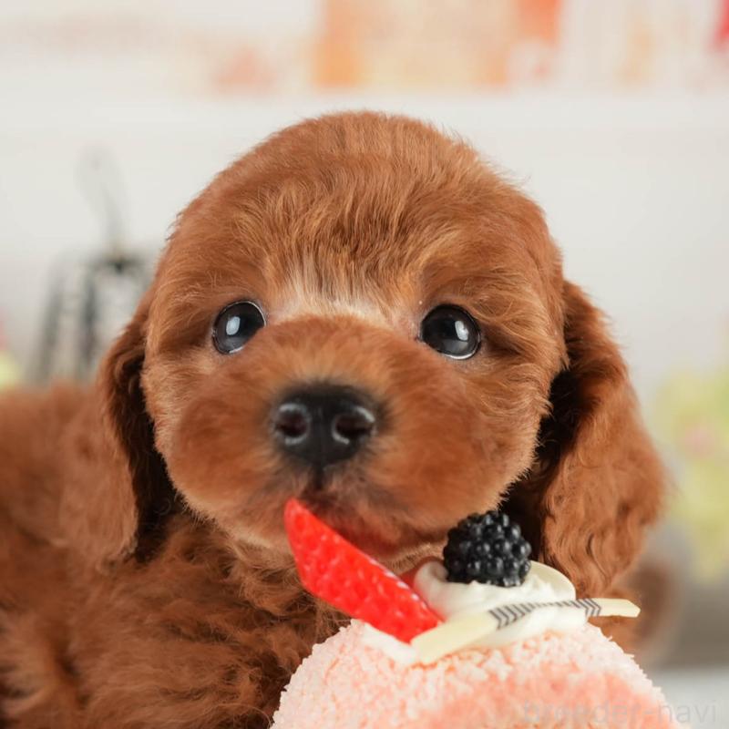 ♂︎トイプードル