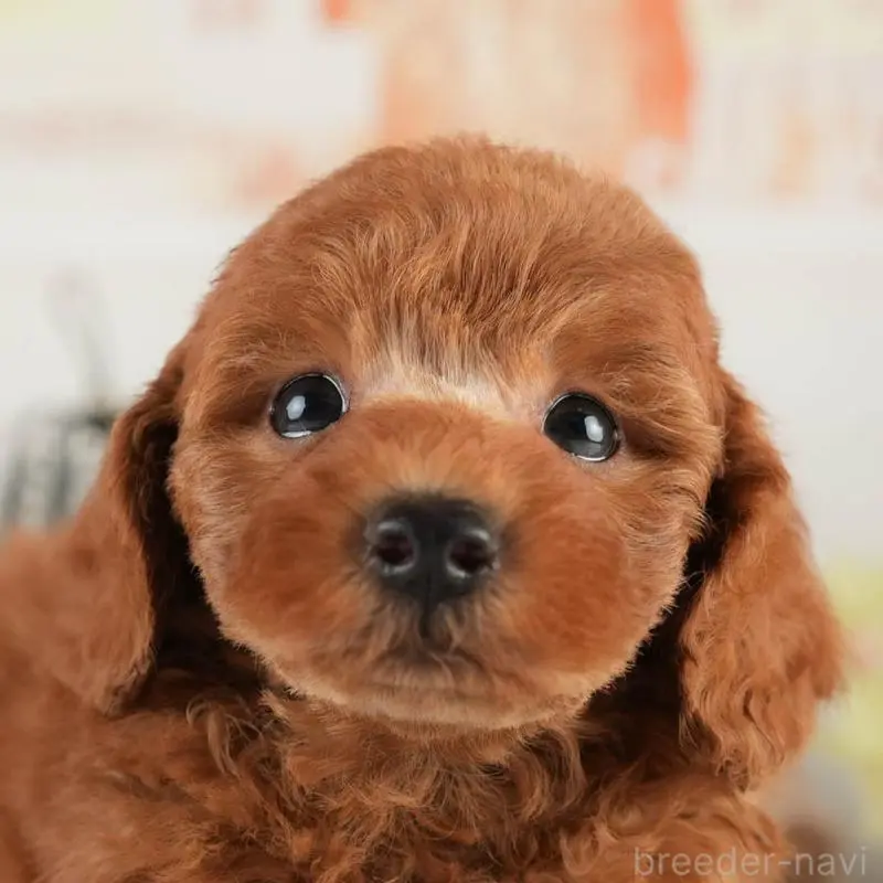 販売中の茨城県のトイプードル-454022の9枚目