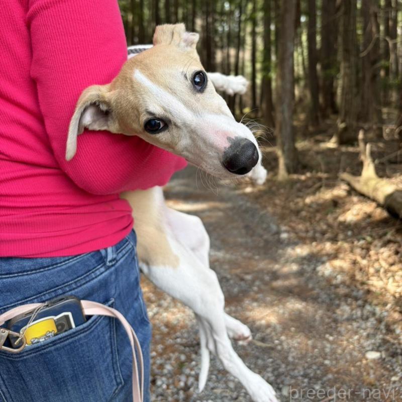 販売中の静岡県のウィペット-453922の8枚目