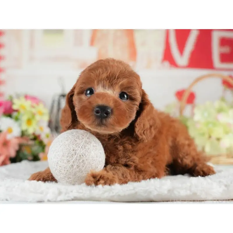 販売中の茨城県のトイプードル-454022の8枚目