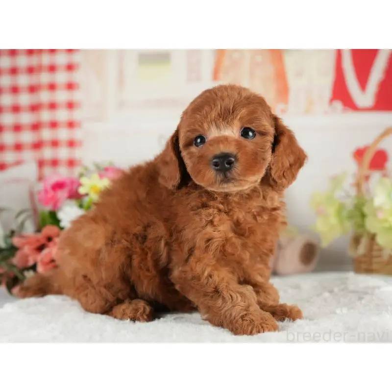 販売中の茨城県のトイプードル-454022の7枚目