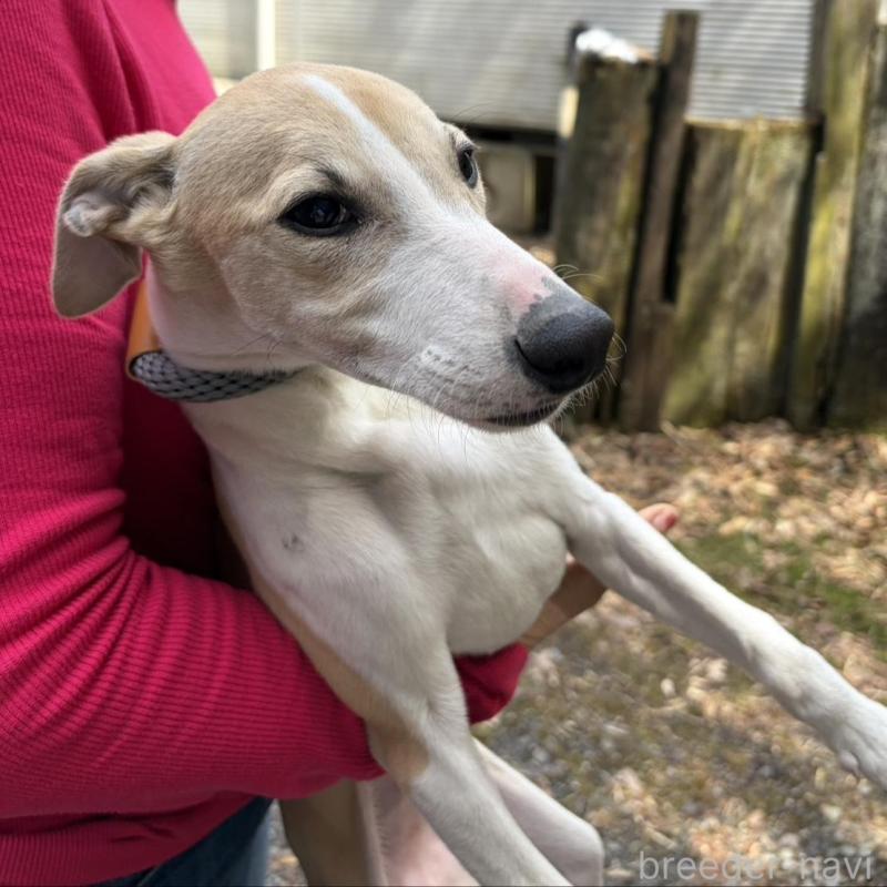 販売中の静岡県のウィペット-453922の7枚目