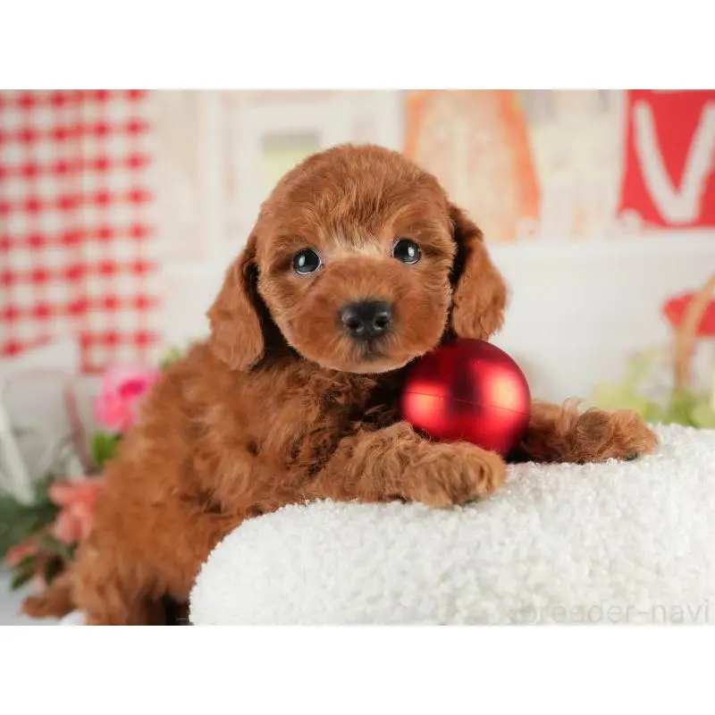 販売中の茨城県のトイプードル-454022の5枚目