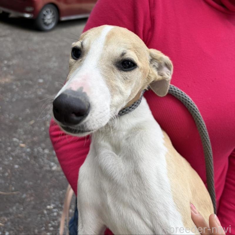 販売中の静岡県のウィペット-453922の6枚目