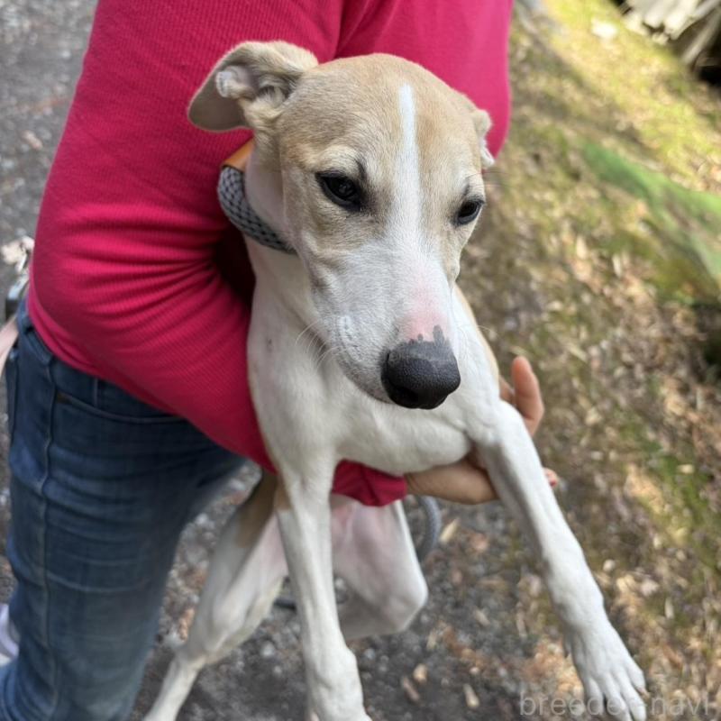 販売中の静岡県のウィペット-453922の5枚目