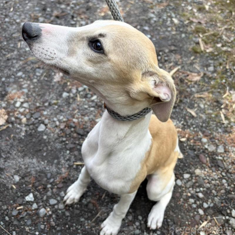 販売中の静岡県のウィペット-453922の4枚目