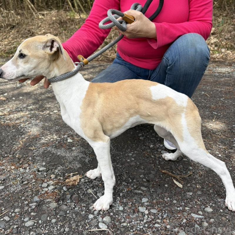 販売中の静岡県のウィペット-453922の3枚目