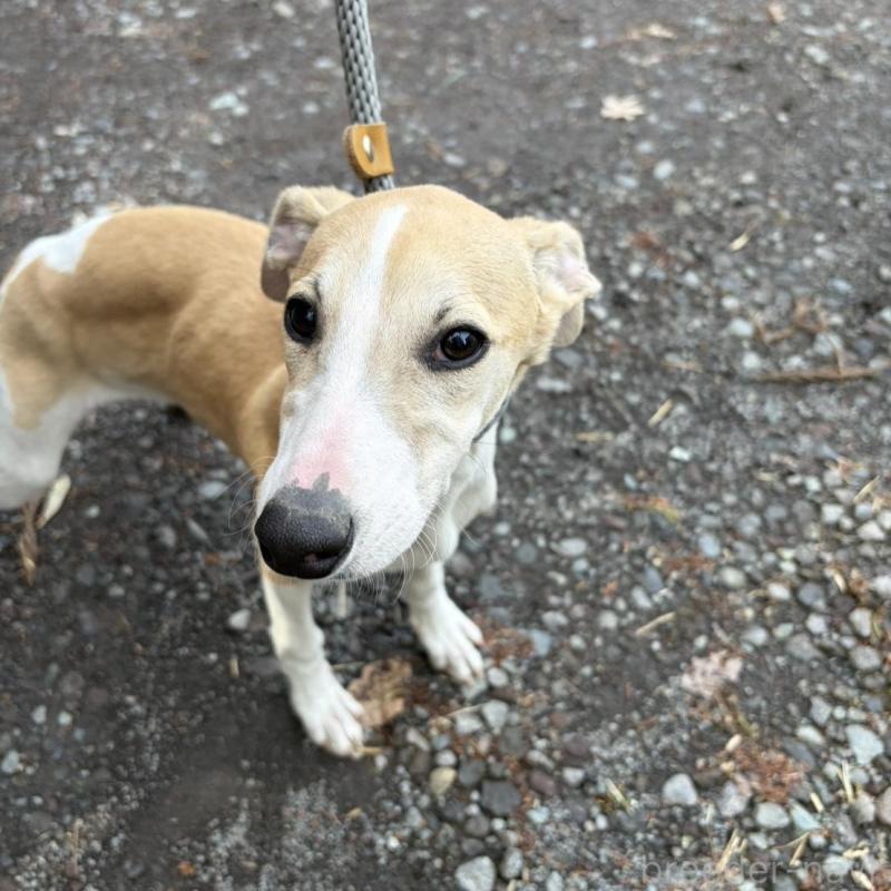 販売中の静岡県のウィペット-453922の2枚目