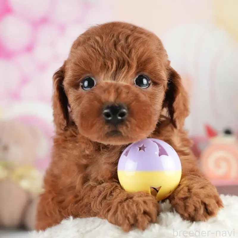 販売中の茨城県のトイプードル-454021の8枚目