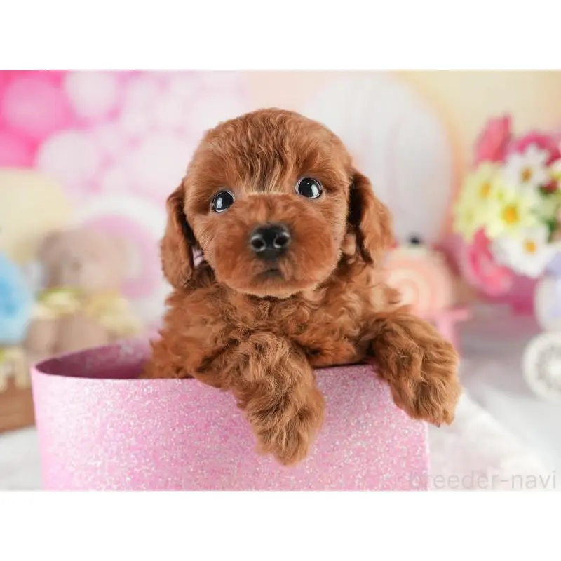 販売中の茨城県のトイプードル-454021の7枚目