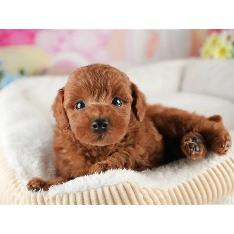 販売中の茨城県のトイプードル-454021の5枚目