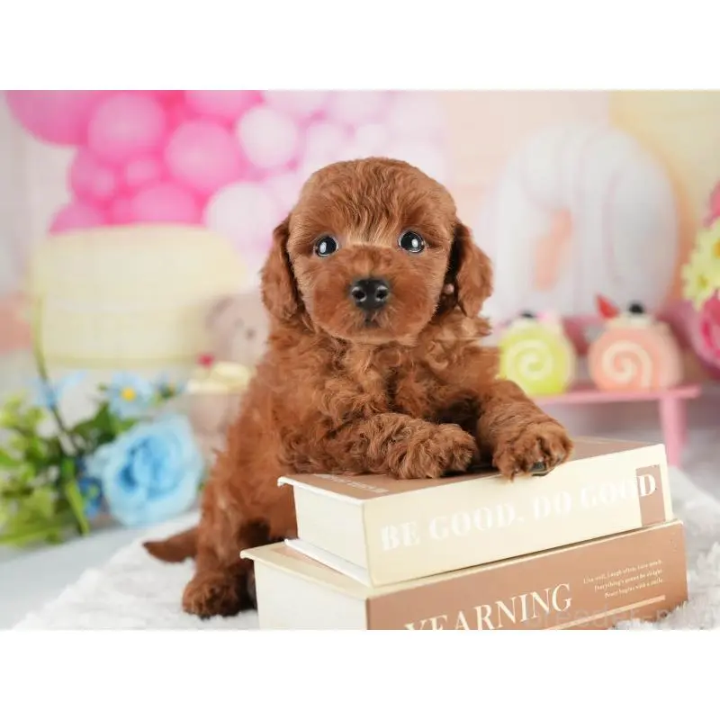 販売中の茨城県のトイプードル-454021の4枚目