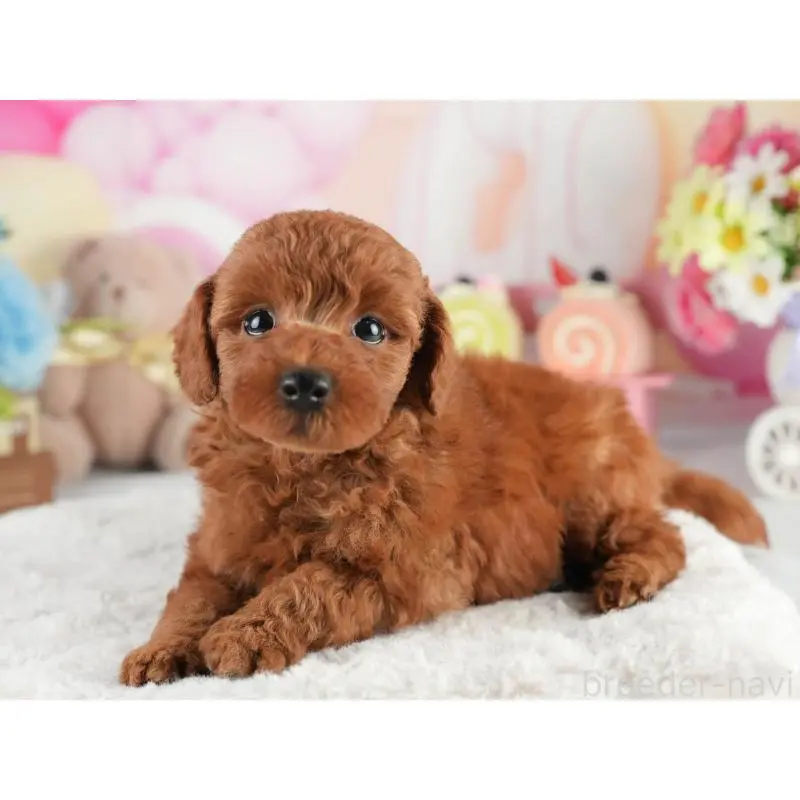 販売中の茨城県のトイプードル-454021の3枚目