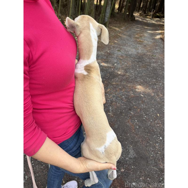 販売中の静岡県のウィペット-453925の9枚目