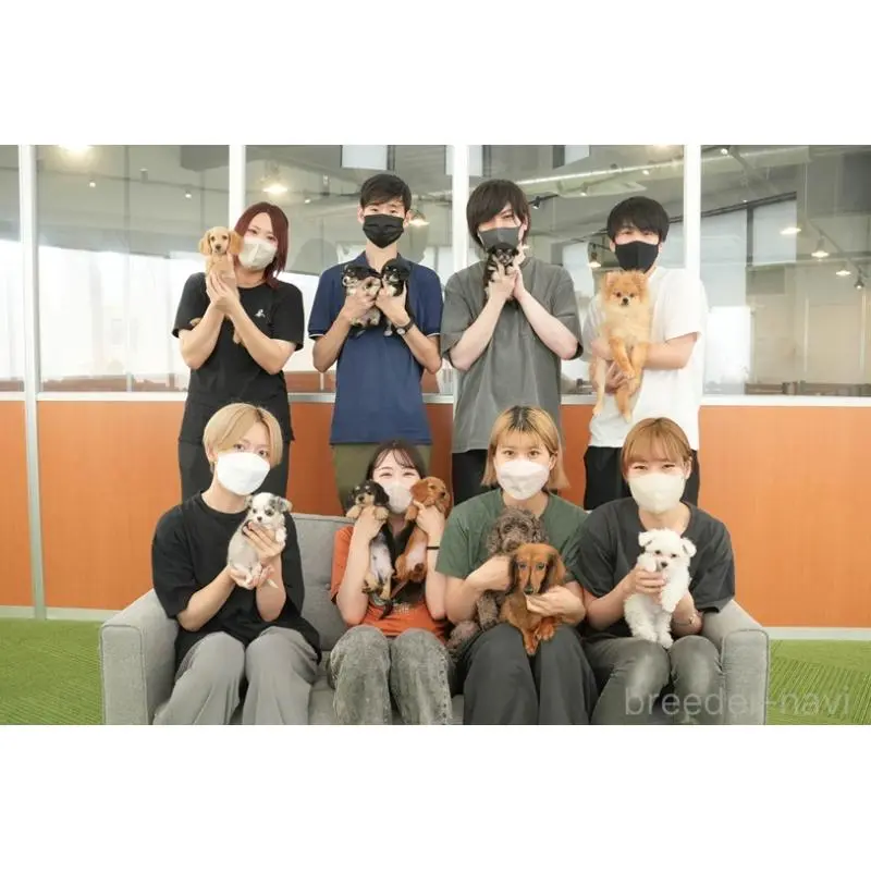 販売中の茨城県のトイプードル-454019の15枚目