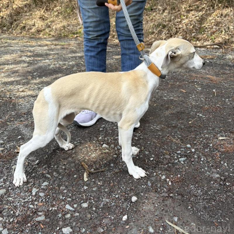 販売中の静岡県のウィペット-453925の8枚目