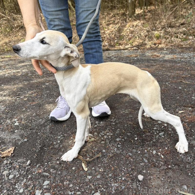 販売中の静岡県のウィペット-453925の7枚目