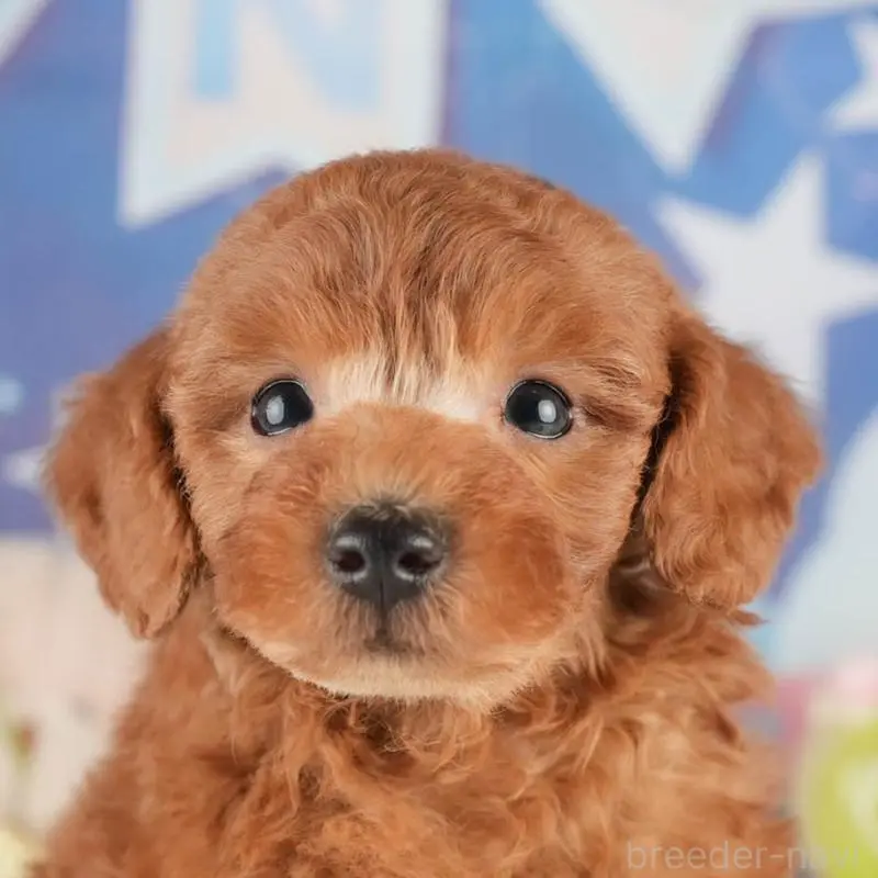 販売中の茨城県のトイプードル-454019の8枚目